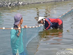 Ubah Kebun Kelapa Jadi Tambak Udang Malah Menguntungkan