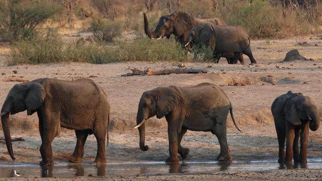 2 Bulan Dirawat karena Terjerat, Anak Gajah di Riau Mati 2 Bulan Dirawat karena Terjerat, Anak Gajah di Riau Mati