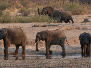 200 Gajah di Zimbabwe Disembelih untuk Warga yang Kelaparan 200 Gajah di Zimbabwe Disembelih untuk Warga yang Kelaparan