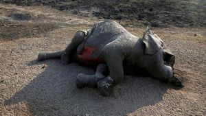 Kasihan, 55 Gajah di Zimbabwe Mati Akibat Kekeringan