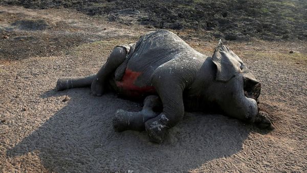 Kasihan, 55 Gajah di Zimbabwe Mati Akibat Kekeringan Kasihan, 55 Gajah di Zimbabwe Mati Akibat Kekeringan