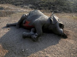 Sedih, Gajah di Sri Lanka Dipaksa Bekerja Sampai Mati