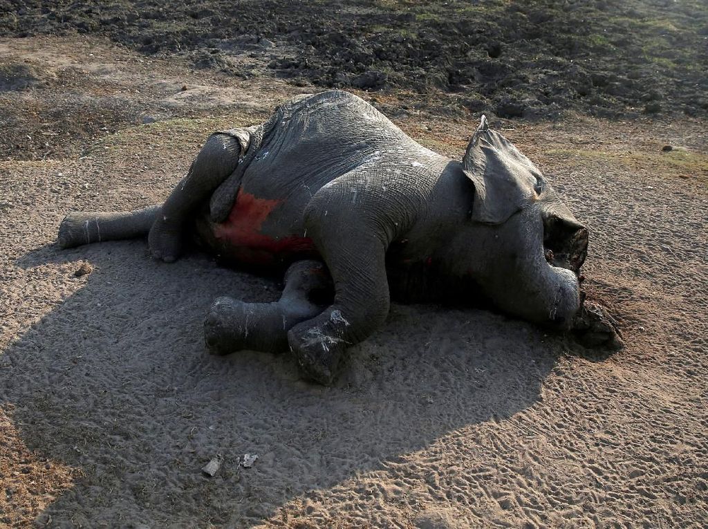 Kasihan, 55 Gajah di Zimbabwe Mati Akibat Kekeringan Kasihan, 55 Gajah di Zimbabwe Mati Akibat Kekeringan
