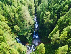 Hutan yang Asri dan Damai