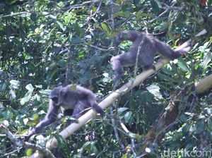 Internasional Gibbon Days: 2 Owa Jawa Dilepas di Situ Patenggang