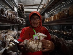 Desa Kreatif Binaan Pertamina Sukses Jual Jamur ke Hong Kong