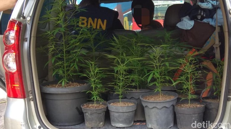 BNN Jabar Bekuk Dua Pria yang Tanam Ganja Dalam Pot di Sukabumi BNN Jabar Bekuk Dua Pria yang Tanam Ganja Dalam Pot di Sukabumi