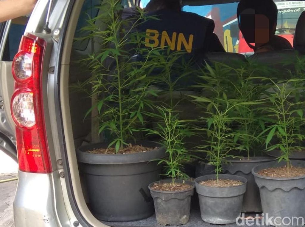 BNN Jabar Bekuk Dua Pria yang Tanam Ganja Dalam Pot di Sukabumi BNN Jabar Bekuk Dua Pria yang Tanam Ganja Dalam Pot di Sukabumi