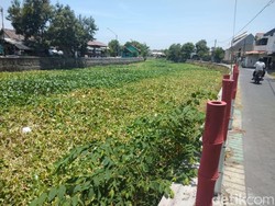 Pak Bupati, Sungai di Sidoarjo Ini Dipenuhi Eceng Gondok Sepanjang 3 Km!