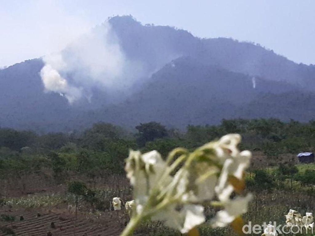 Kebakaran di Pegunungan Ijen Terbesar dalam Satu Dasawarsa Terakhir Kebakaran di Pegunungan Ijen Terbesar dalam Satu Dasawarsa Terakhir