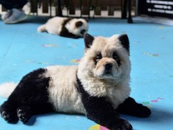 Hadirkan Anjing yang Mirip Panda, Kafe Ini Dikecam Pencinta Hewan