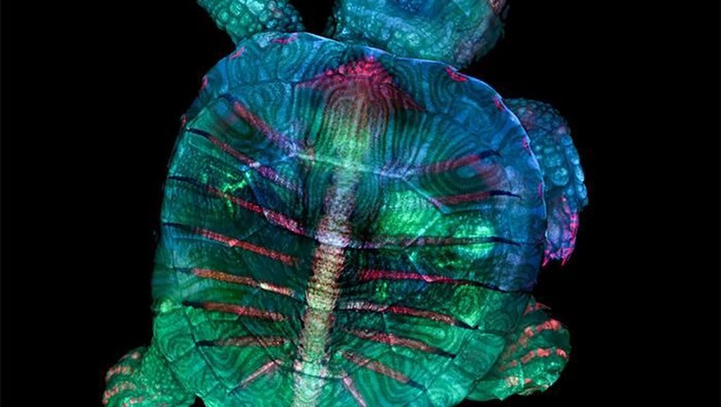 Foto Menakjubkan Pemenang Kontes Dunia Mikroskopis Foto Menakjubkan Pemenang Kontes Dunia Mikroskopis