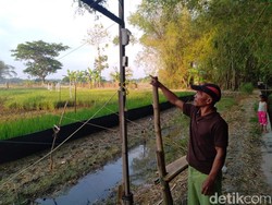 Tersengat Jebakan Tikus yang Dipasang Sendiri, Petani Lamongan Tewas