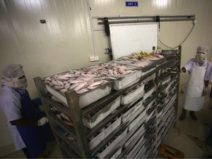Diseterum PLN, Cold Storage Natuna Maksimal Tampung Ikan Ekspor