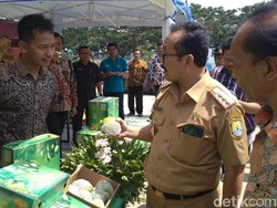 Diminati Luar Negeri, Mangga Cirebon Bisa Tembus Rp 1 Juta Per Kg