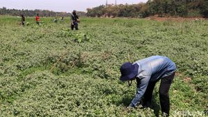 Debit Air di Bantaran Sungai Menyusut, Warga Ramai Mencari Rumput