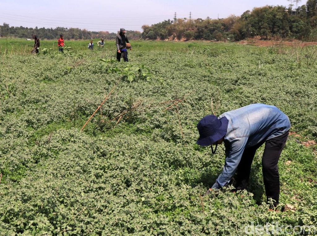 Debit Air di Bantaran Sungai Menyusut, Warga Ramai Mencari Rumput Debit Air di Bantaran Sungai Menyusut, Warga Ramai Mencari Rumput