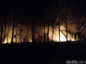 Pinus Seluas 1,4 Hektare Milik Perhutani Jember Ludes Terbakar