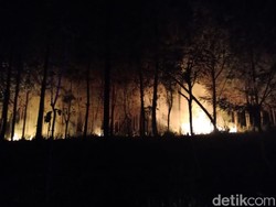 Pinus Seluas 1,4 Hektare Milik Perhutani Jember Ludes Terbakar