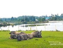 Danau di Atas Danau, Ada 3 Danau di Pulau Samosir