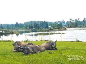 Danau di Atas Danau, Ada 3 Danau di Pulau Samosir Danau di Atas Danau, Ada 3 Danau di Pulau Samosir