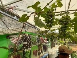 Momen Pameran Flora dan Fauna di Lapangan Banteng, Ada Apa Saja?