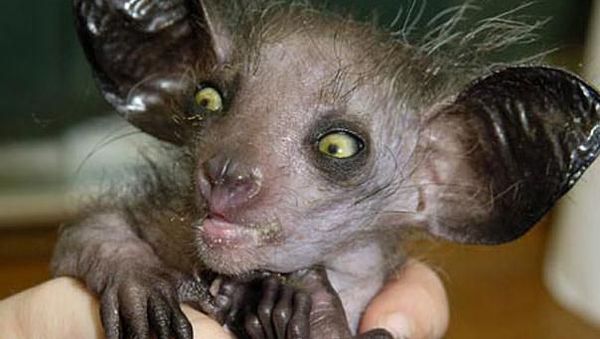 Potret Hewan Aneh dan Langka yang Mungkin Kalian Belum Tahu