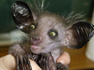 Potret Hewan Aneh dan Langka yang Mungkin Kalian Belum Tahu