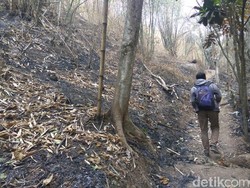 Pepohonan di Jalur Pendakian Puncak Salam Cireundeu Terbakar