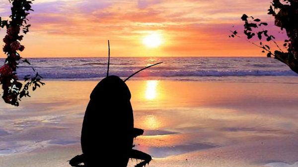 Kalau Kecoak Punya Diary, Ternyata Mereka Manusiawi