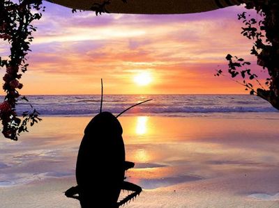 Kalau Kecoak Punya Diary, Ternyata Mereka Manusiawi