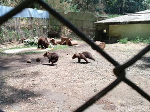 Beruang Coklat Joy di Taman Safari Prigen Lahirkan Dua Anakan Menggemaskan Beruang Coklat Joy di Taman Safari Prigen Lahirkan Dua Anakan Menggemaskan