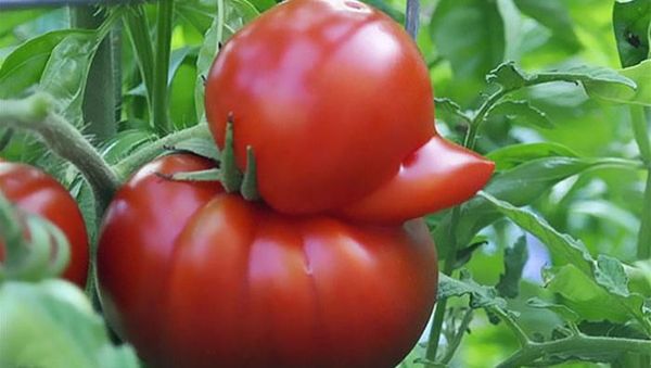 Kumpulan Foto Sayuran dan Buah Bentuknya Ajaib