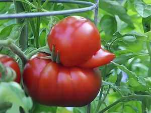 Kumpulan Foto Sayuran dan Buah Bentuknya Ajaib