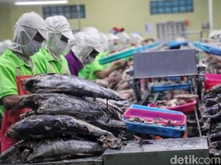 Kenaikan Biaya Logistik Perikanan Diusulkan Ditunda