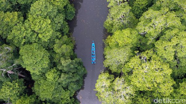 Serunya Menyusuri Hutan Bakau Rumadian Maluku Tenggara