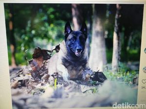 Sparta, Anjing Bima Aryo yang Sempat Diobservasi karena Gigit ART Mati Sparta, Anjing Bima Aryo yang Sempat Diobservasi karena Gigit ART Mati