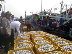 RI Punya Ikan Pesaing Salmon, Diekspor hingga ke Australia