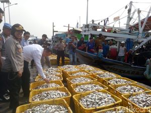 RI Punya Ikan Pesaing Salmon, Diekspor hingga ke Australia