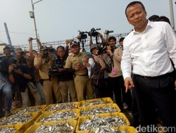 4 Keganjilan Kebijakan Ekspor Benih Lobster Edhy Prabowo