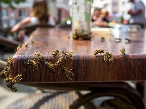 Tengah Malam, Sekeluarga Diteror Tawon di Penginapan Airbnb