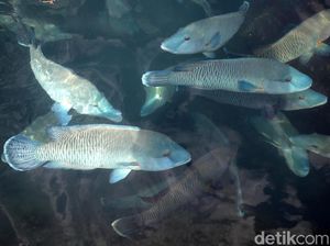 Melihat Budidaya Ikan Napoleon di Natuna Melihat Budidaya Ikan Napoleon di Natuna