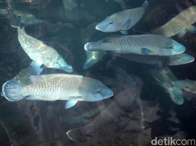 Melihat Budidaya Ikan Napoleon di Natuna