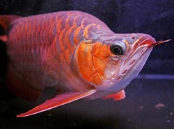 Wah! Pria Ini Curi Ikan Arwana Seharga Rp 79 Juta Untuk Dibuat Sushi