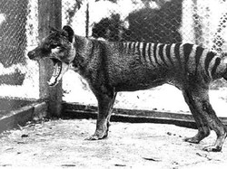 Harimau Tasmania yang Punah Akan Dihidupkan Lagi