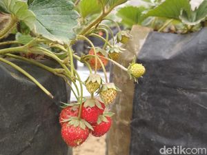 Petani Stroberi Blitar Rugi Jutaan Rupiah Karena Kekeringan
