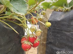 Petani Stroberi Blitar Rugi Jutaan Rupiah Karena Kekeringan
