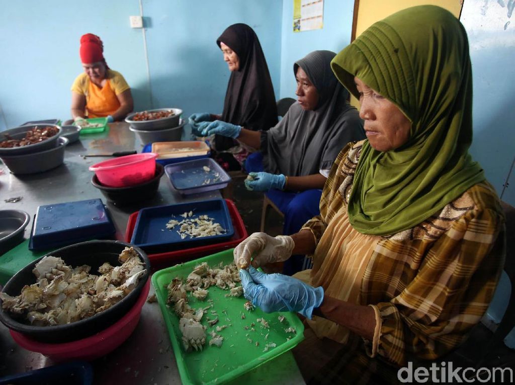 Geliat Usaha Pengolahan Kepiting Rajungan di Natuna Geliat Usaha Pengolahan Kepiting Rajungan di Natuna
