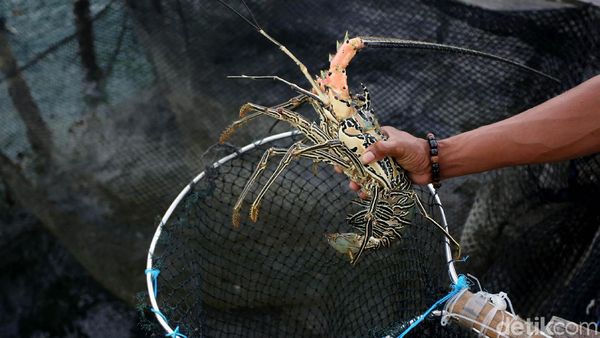 Meraup Cuan Lewat Bisnis Lobster di Perbatasan