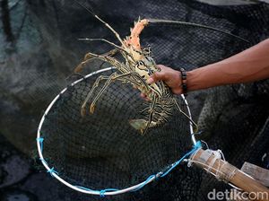 Lobster Tak Perlu Budi Daya, di Alam Pun Besar Sendiri Lobster Tak Perlu Budi Daya, di Alam Pun Besar Sendiri